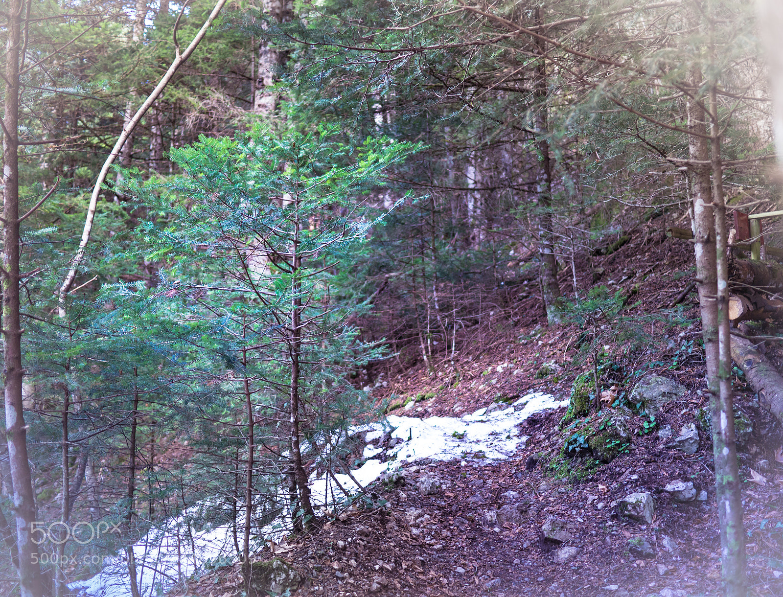 Panasonic Lumix DMC-G3 sample photo. One little fir photography
