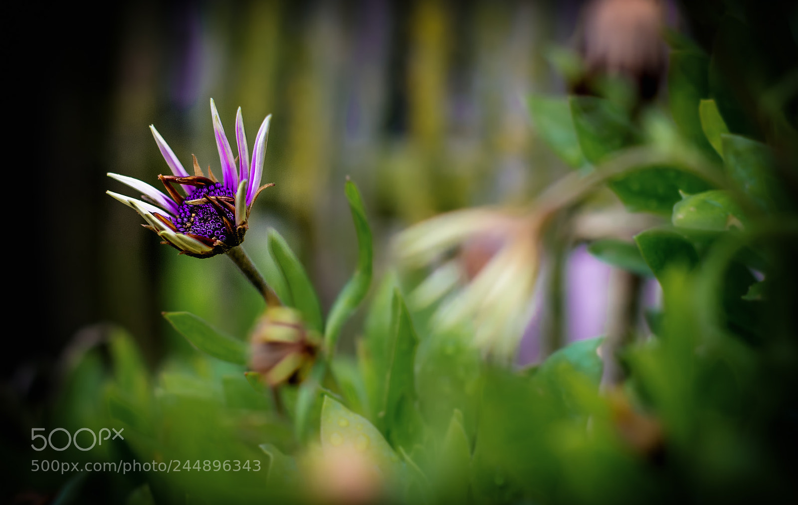 Nikon D500 sample photo. X... photography