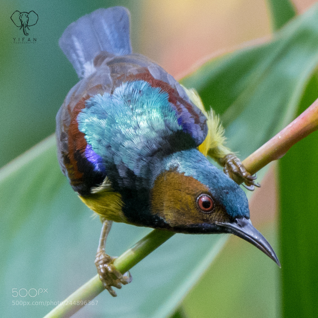 Nikon D850 sample photo. Brown throated sunbird photography