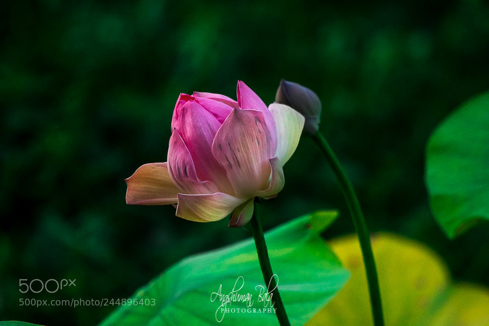 Nikon D500 sample photo. Lotus photography