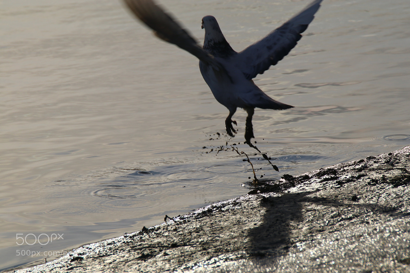 Tamron SP 150-600mm F5-6.3 Di VC USD sample photo. 优雅的起飞a graceful takeoff photography
