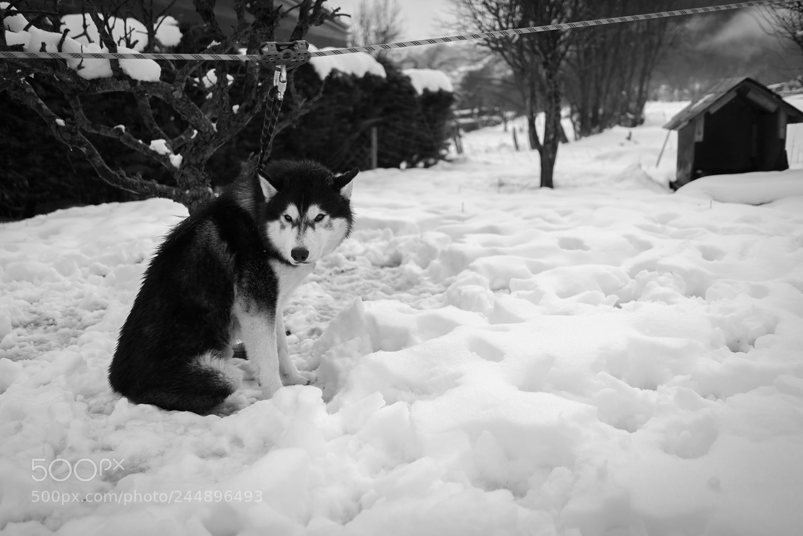 Sony a7 II sample photo. Snow dog photography