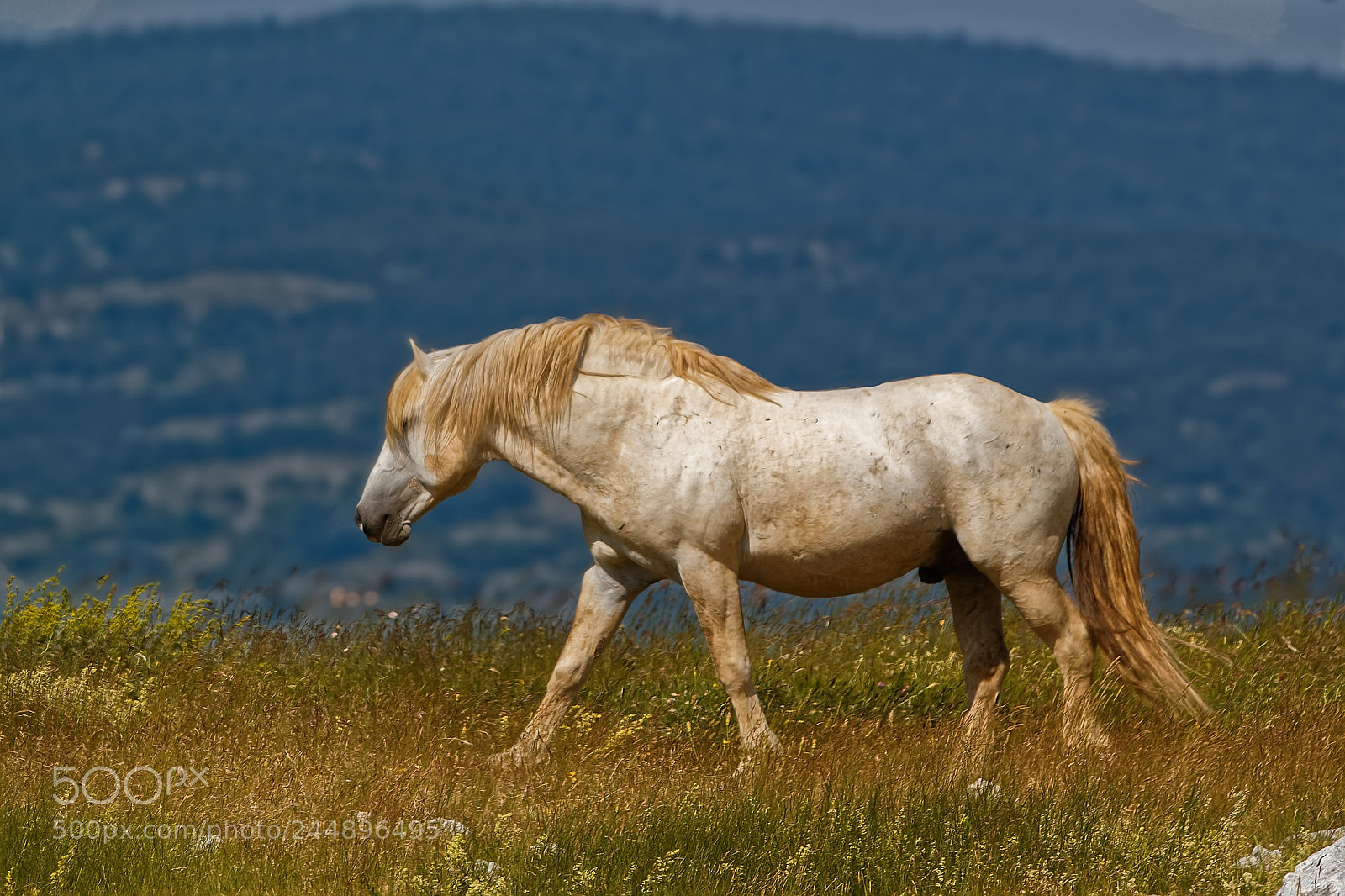 Canon EOS 550D (EOS Rebel T2i / EOS Kiss X4) sample photo. Lone horse photography