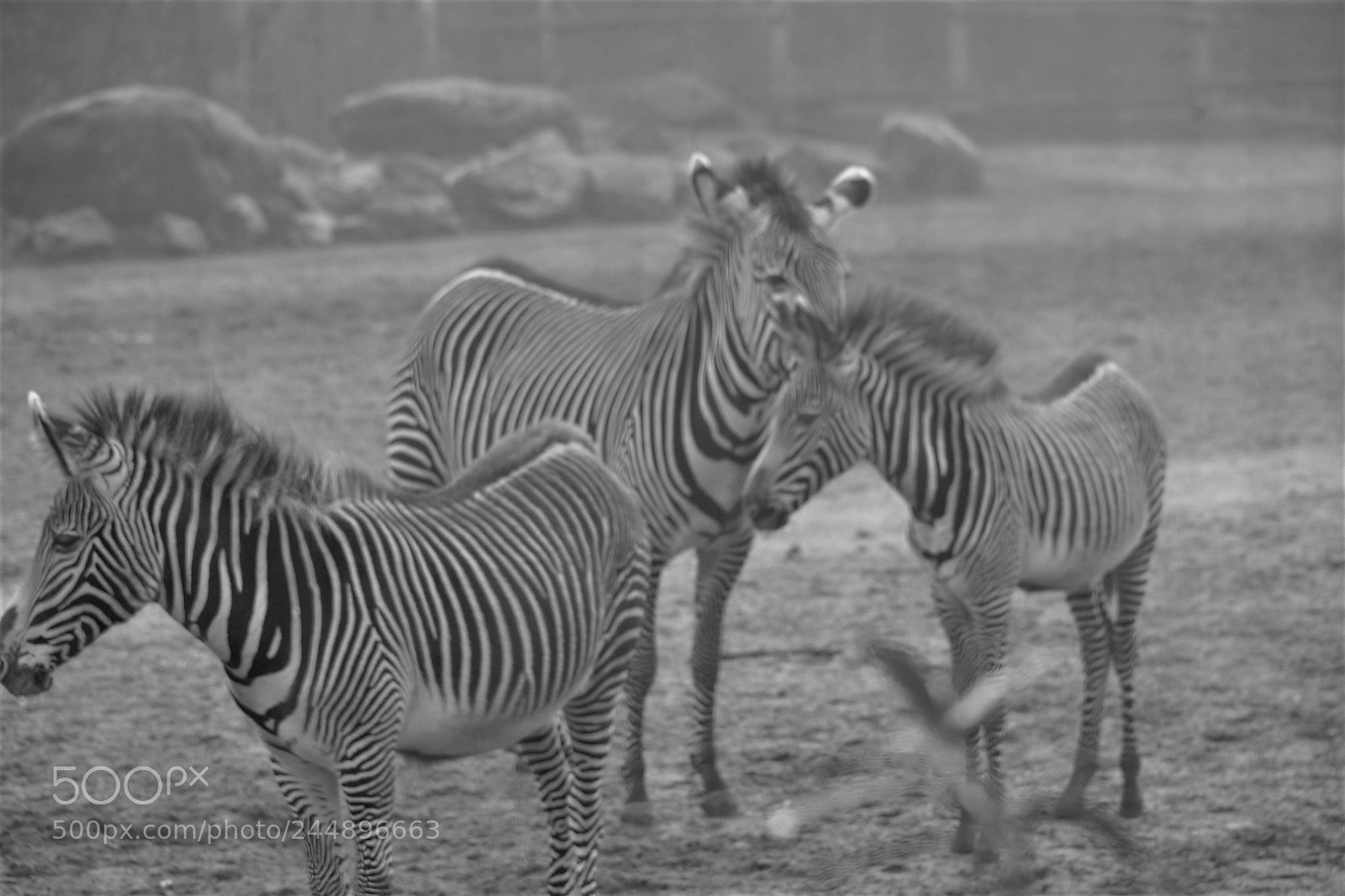 Nikon D3100 sample photo. Zebra in the mist photography