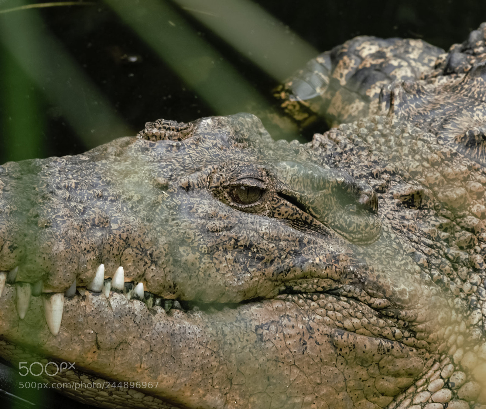 Nikon D810 sample photo. Mouth shut photography