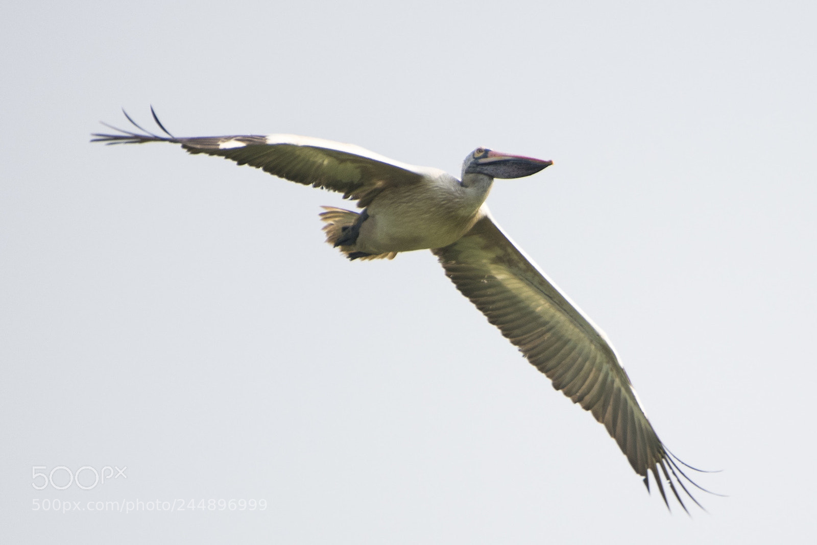 Nikon D850 sample photo. Vedanthangal photography