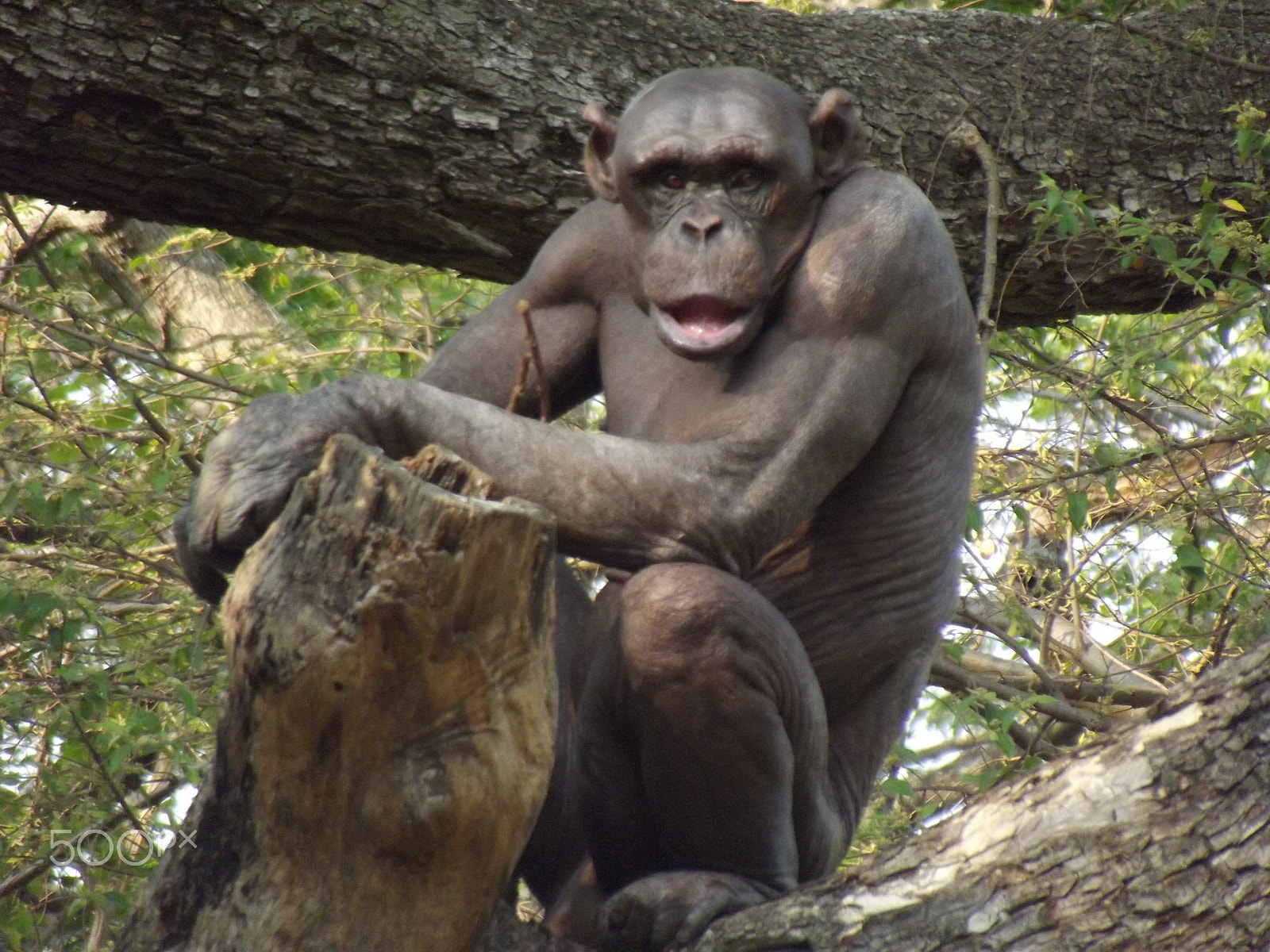 Fujifilm FinePix S2995 sample photo. What you staring at, human? photography