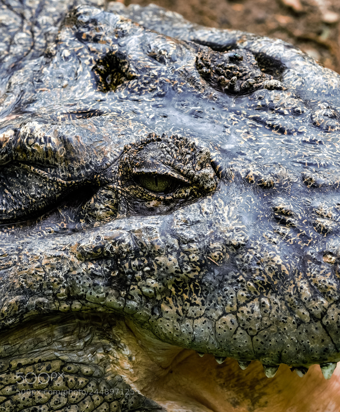 Nikon D810 sample photo. Hulk eye photography