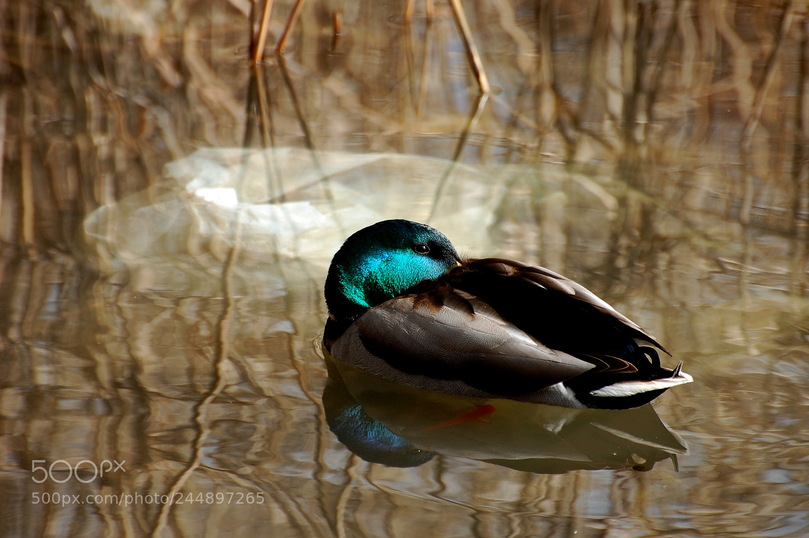 Nikon D40 sample photo. Reflejos photography