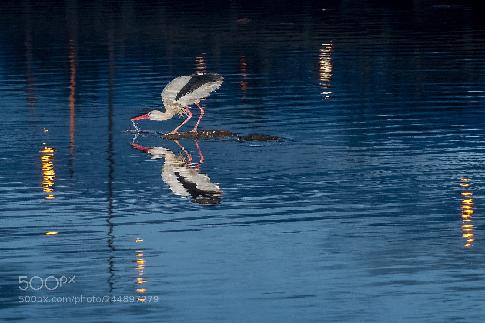 Nikon D850 sample photo. White stork gost photography
