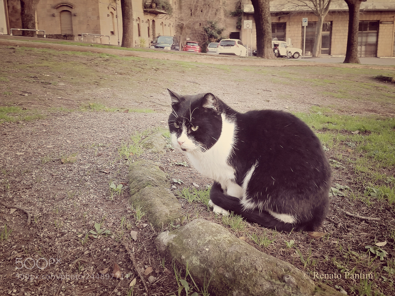 Samsung Galaxy S5 sample photo. Black and white cat. photography