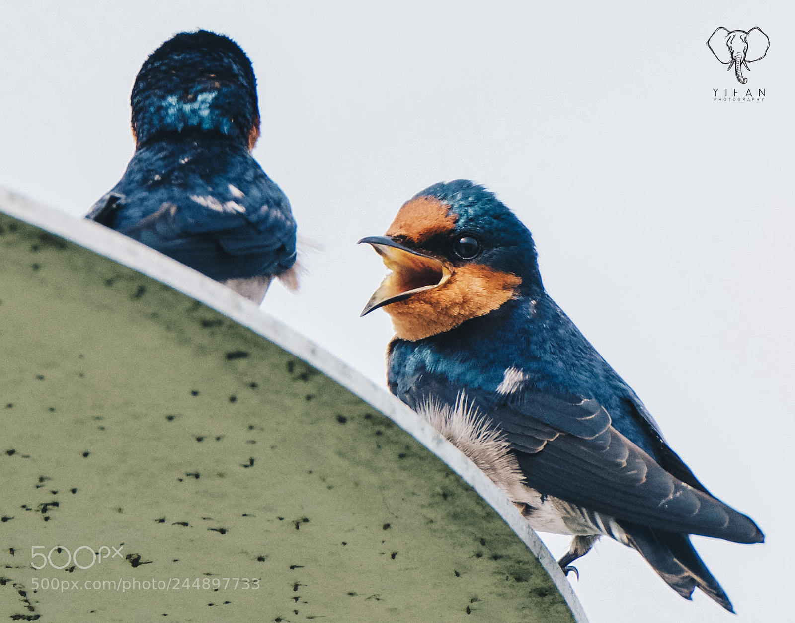 Nikon D5500 sample photo. Pacific swallows photography