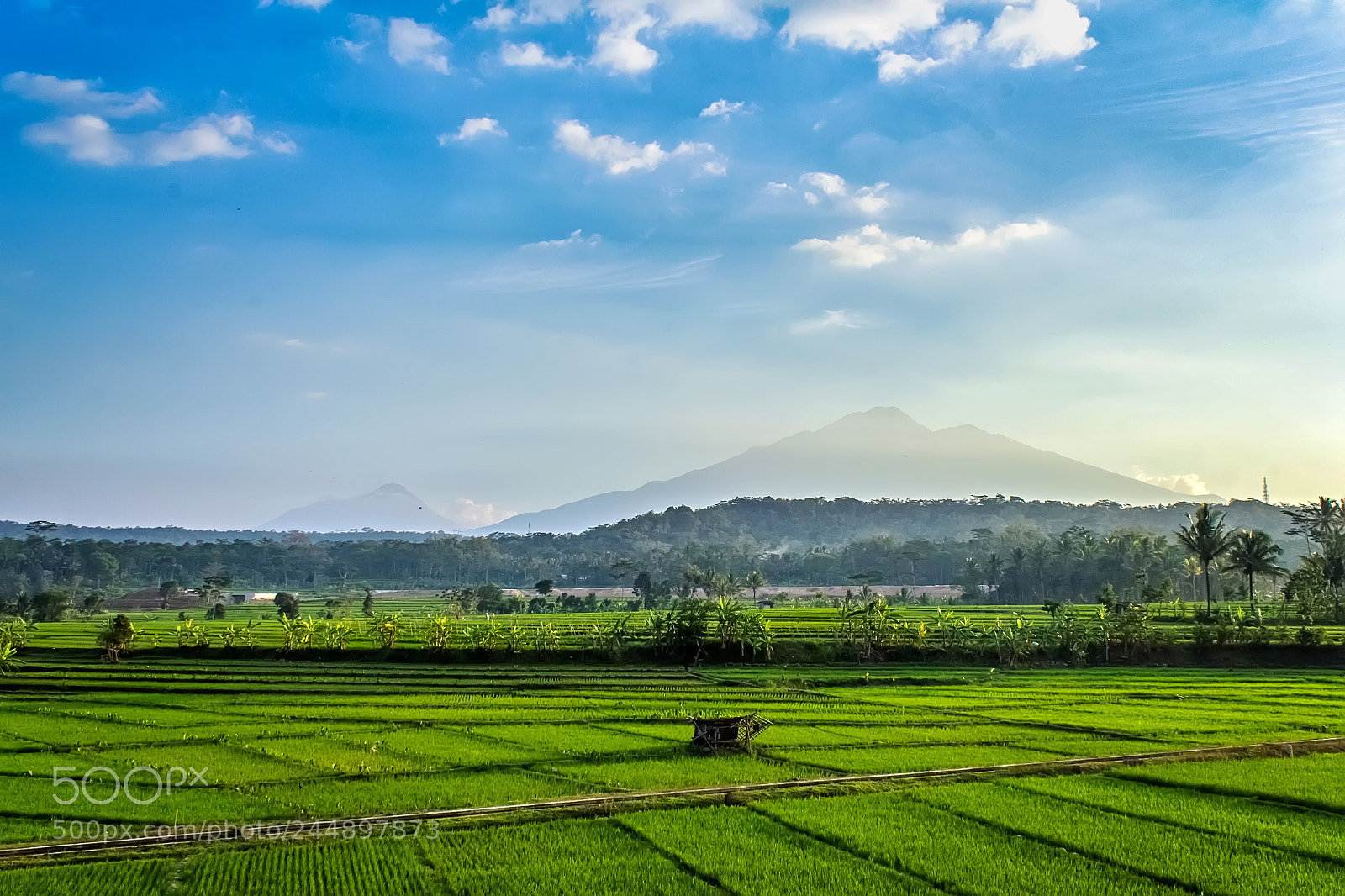Canon EOS 60D sample photo. Suruh field photography