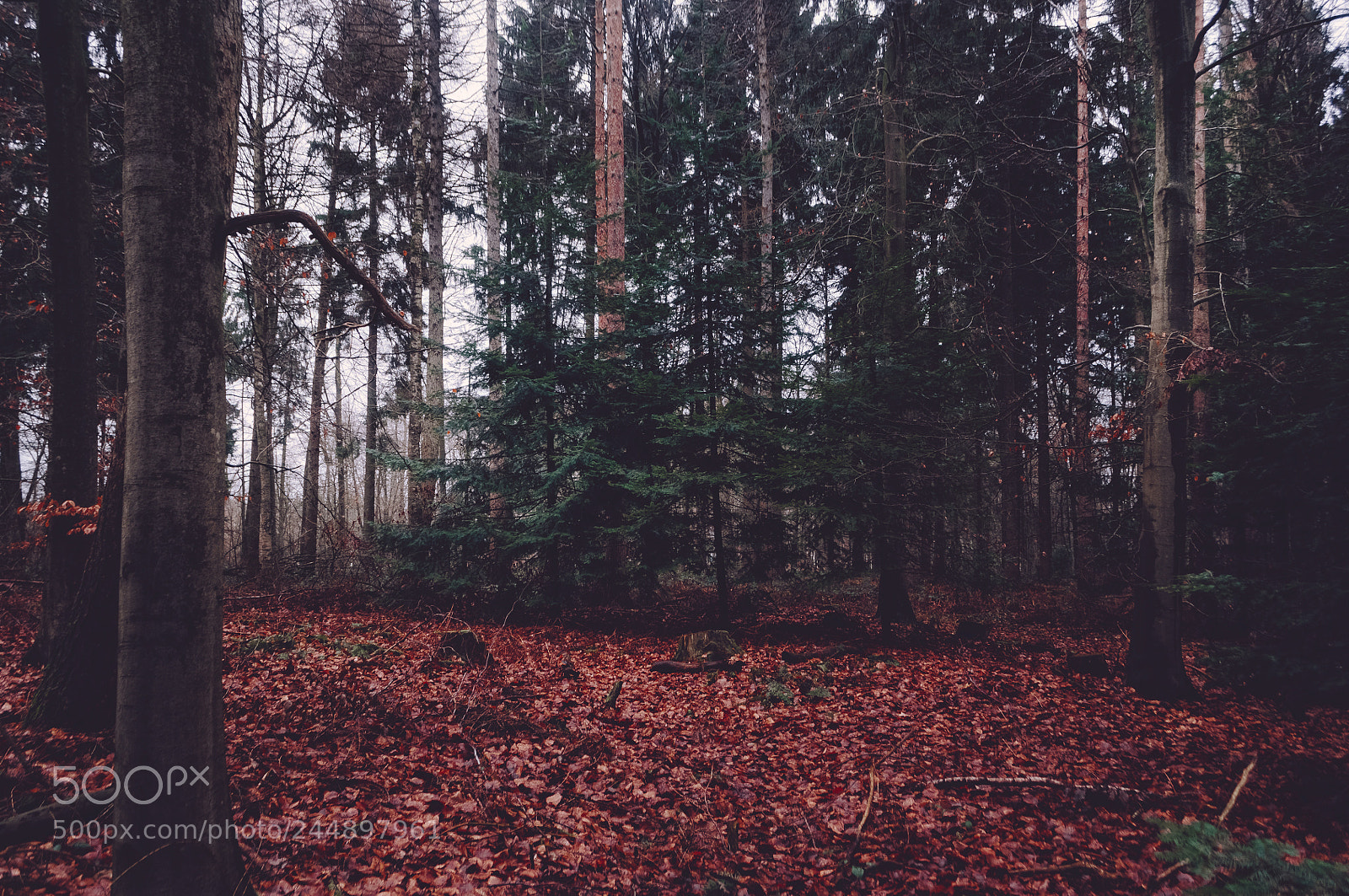 Nikon D5000 sample photo. Forest exploring iii photography