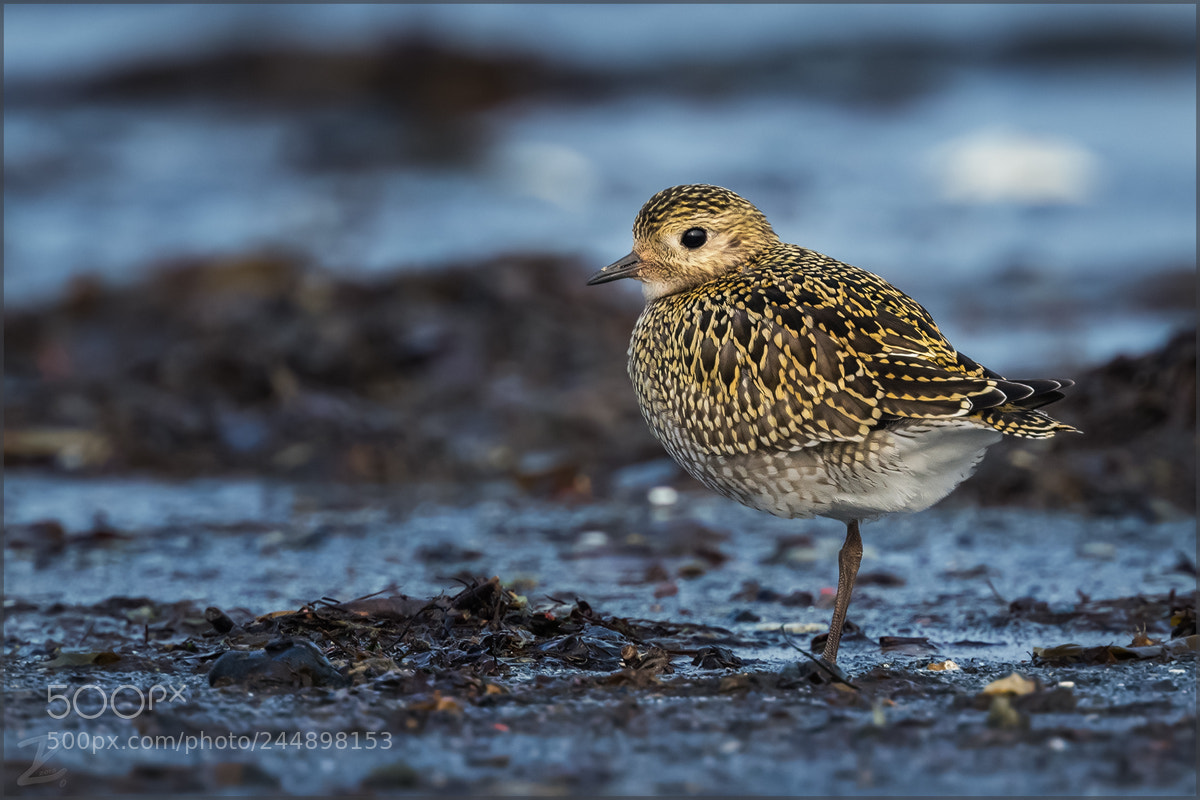 Canon EOS 7D Mark II sample photo. Goldregenpfeifer - golden plover photography