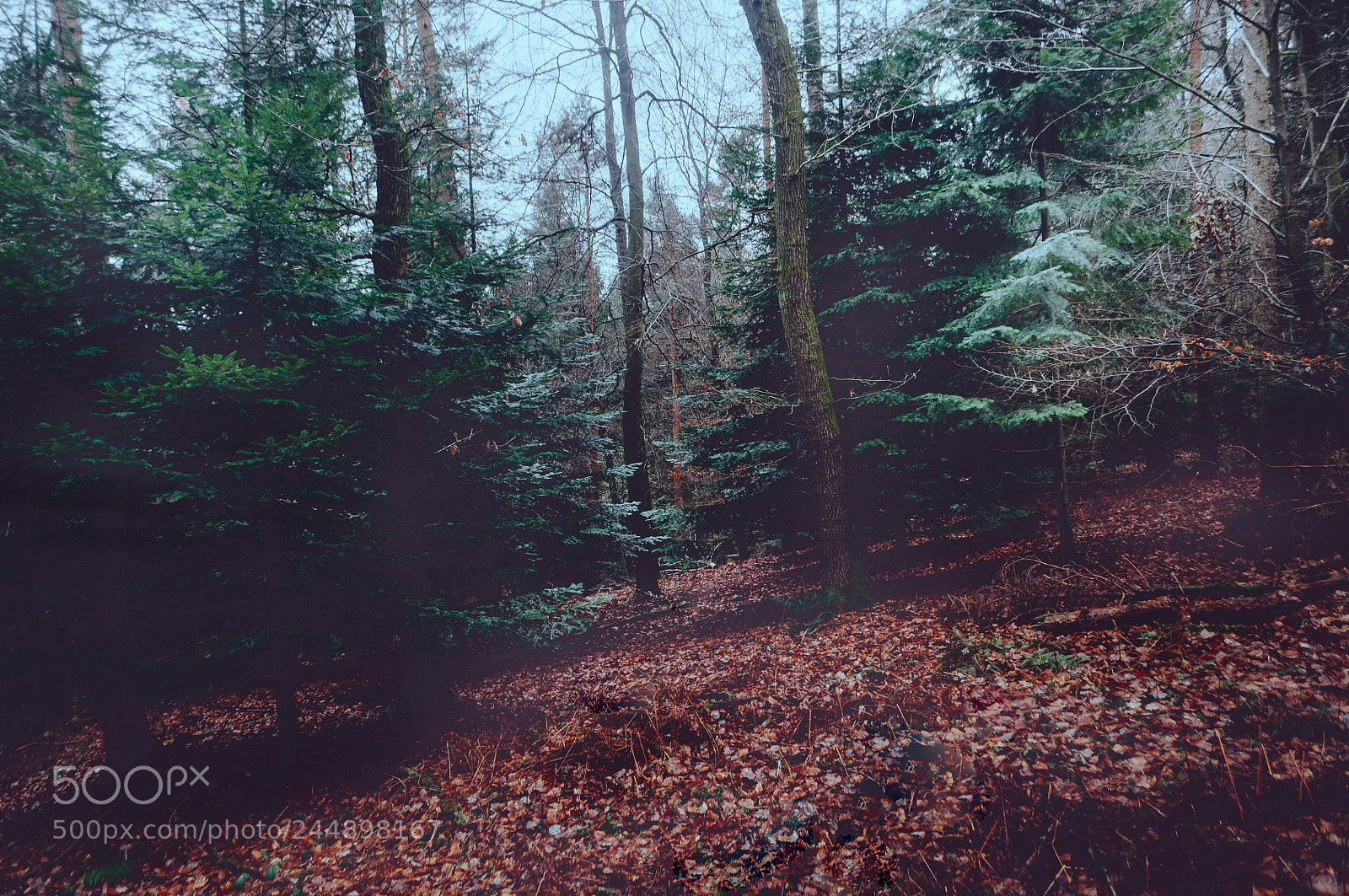 Nikon D5000 sample photo. Woodland exploring ii photography