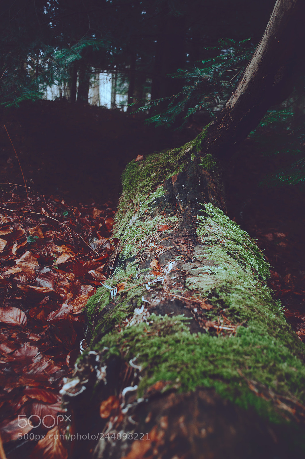 Nikon D5000 sample photo. Woodland exploring photography