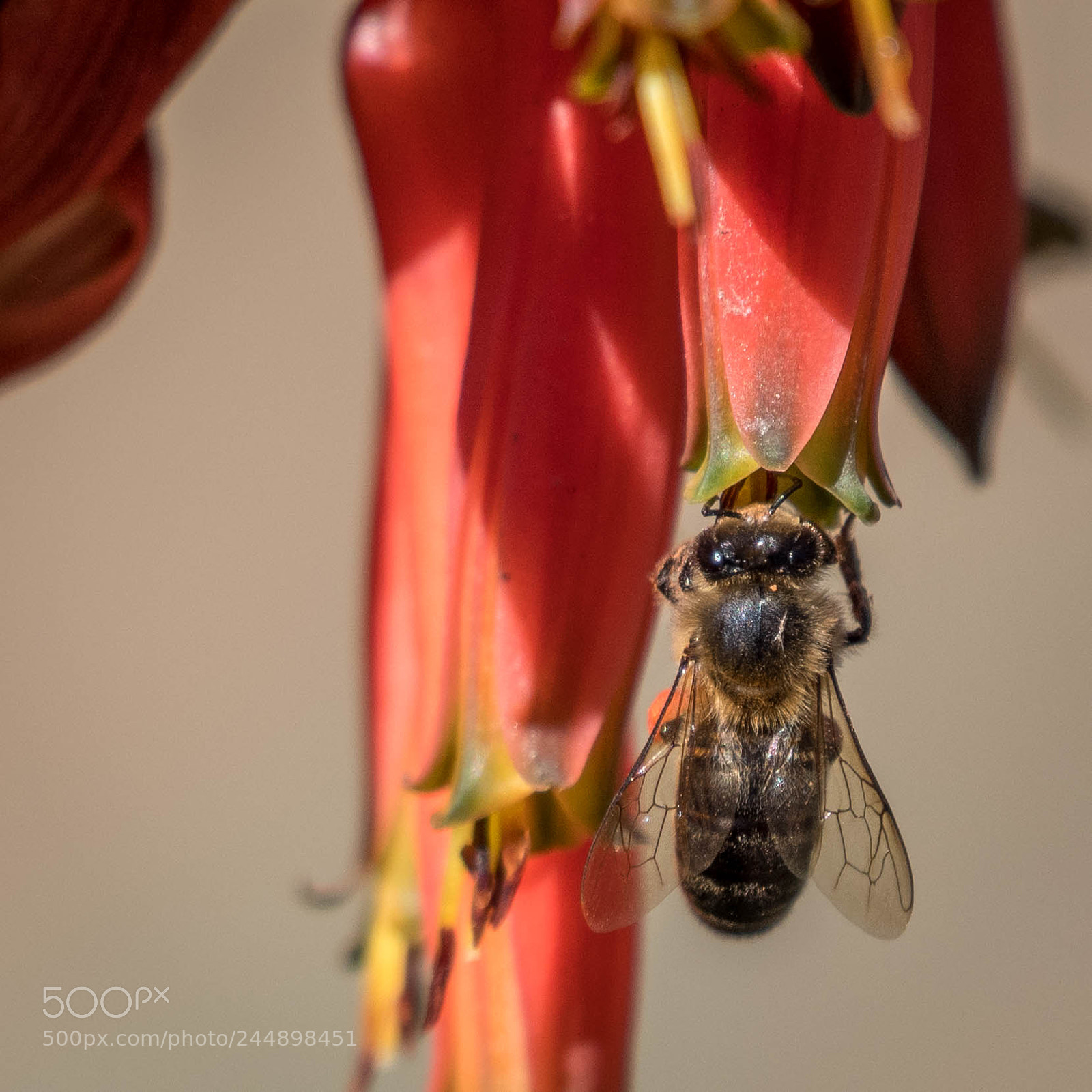 Nikon D500 sample photo. Insectos photography