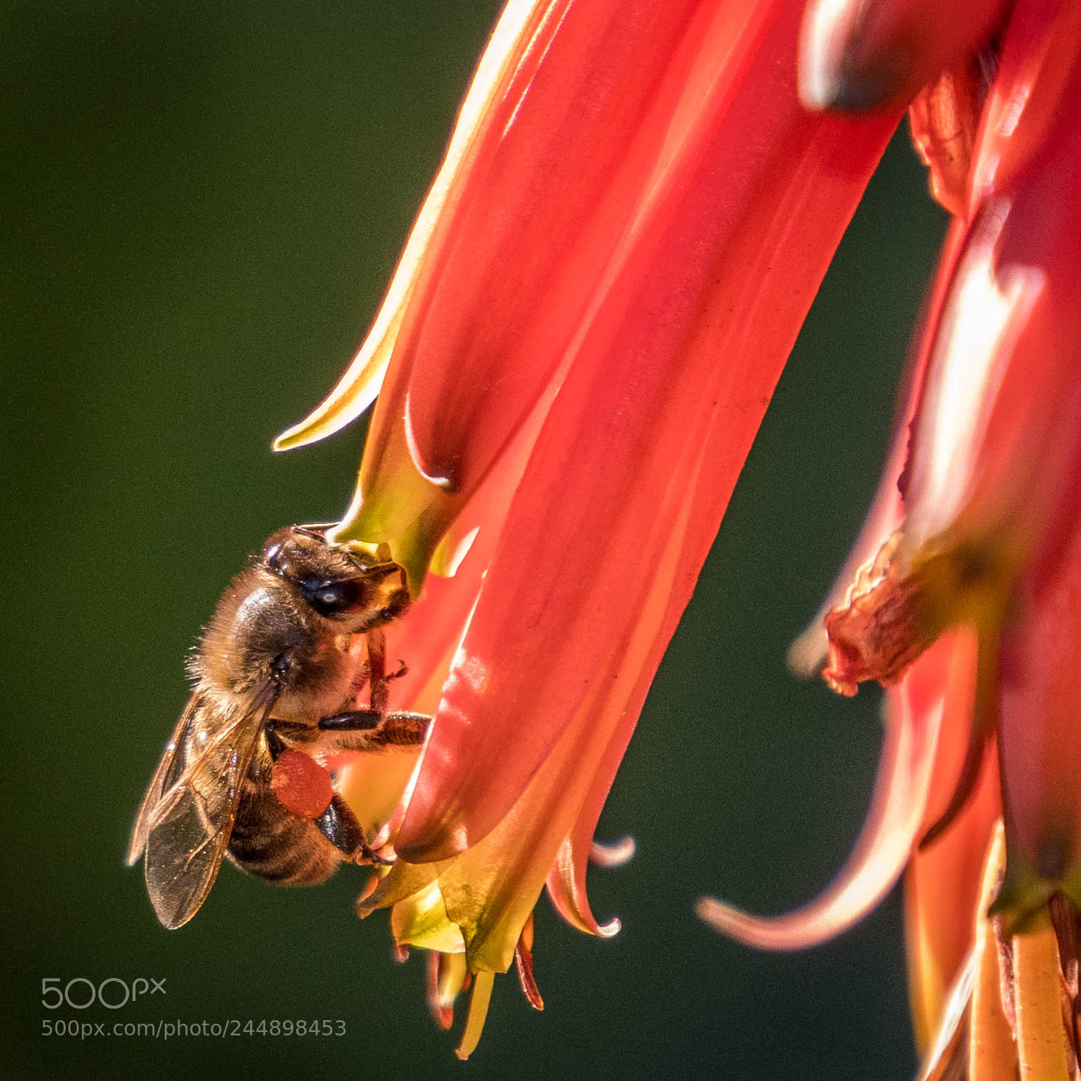 Nikon D500 sample photo. Insectos photography