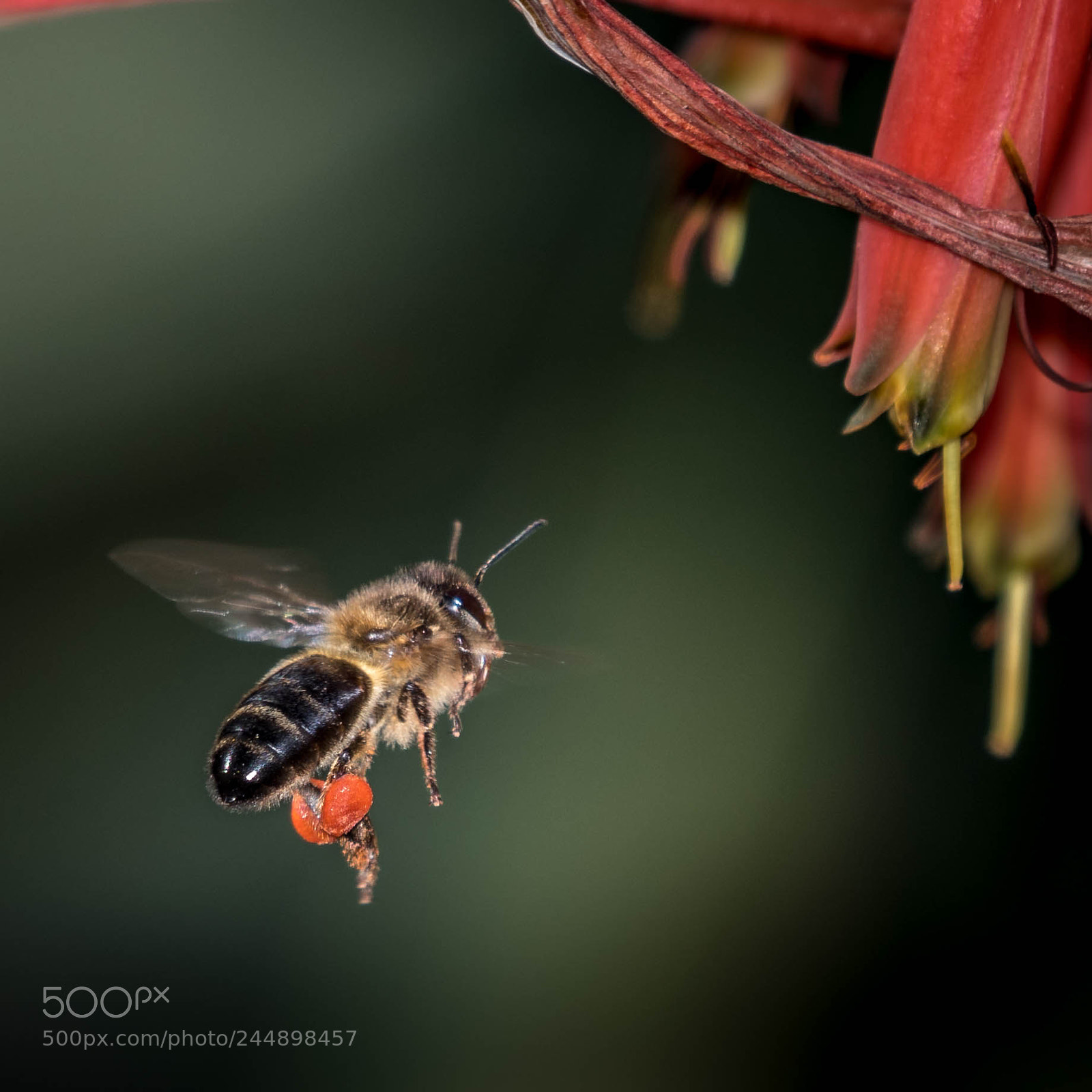 Nikon D500 sample photo. Insectos photography