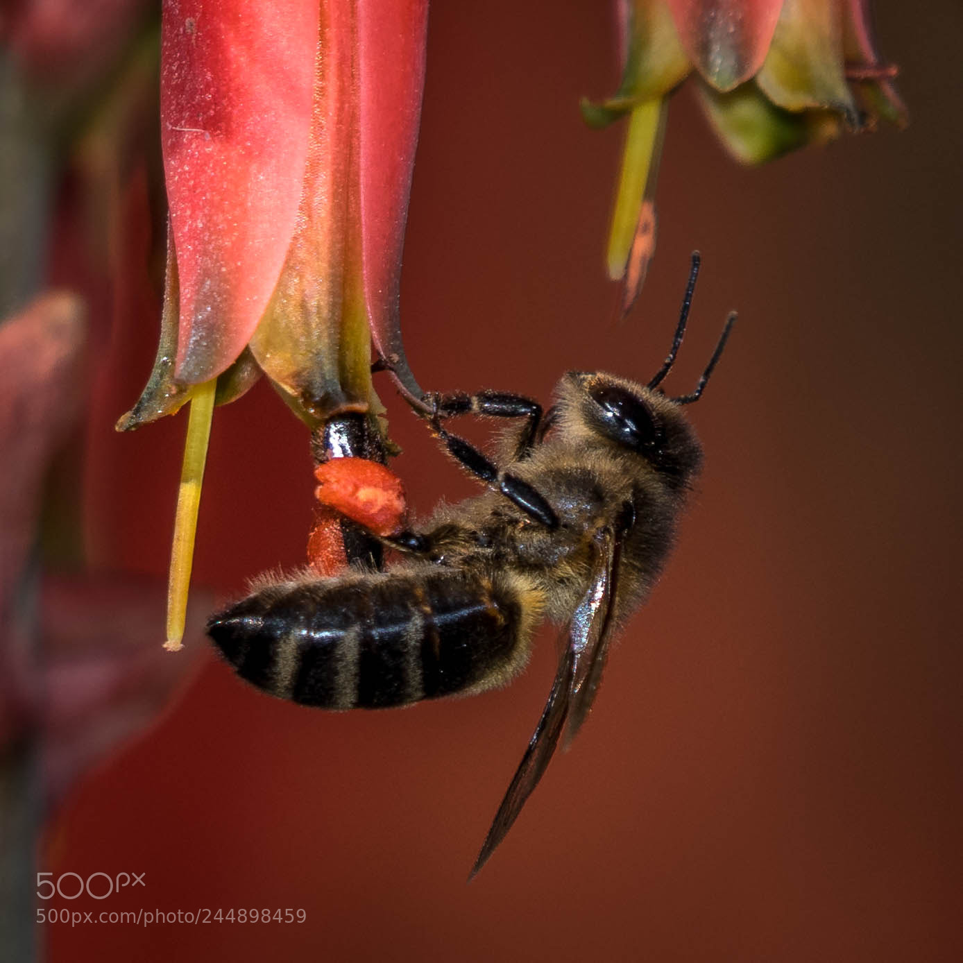 Nikon D500 sample photo. _rob8275-2.jpg photography