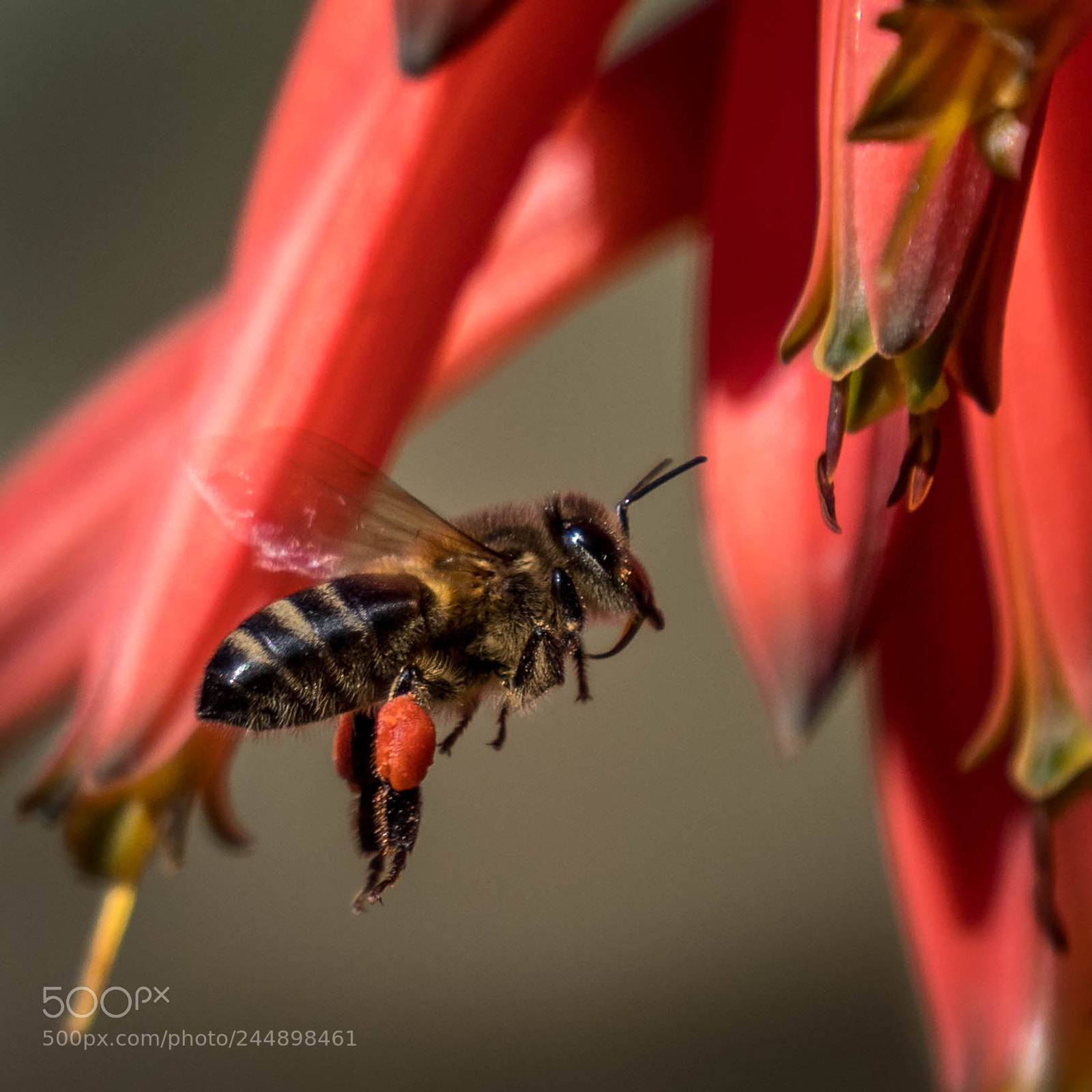 Nikon D500 sample photo. _rob8278-2.jpg photography