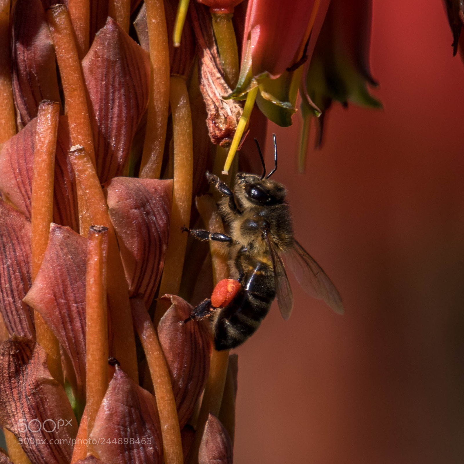 Nikon D500 sample photo. _rob8285-2.jpg photography