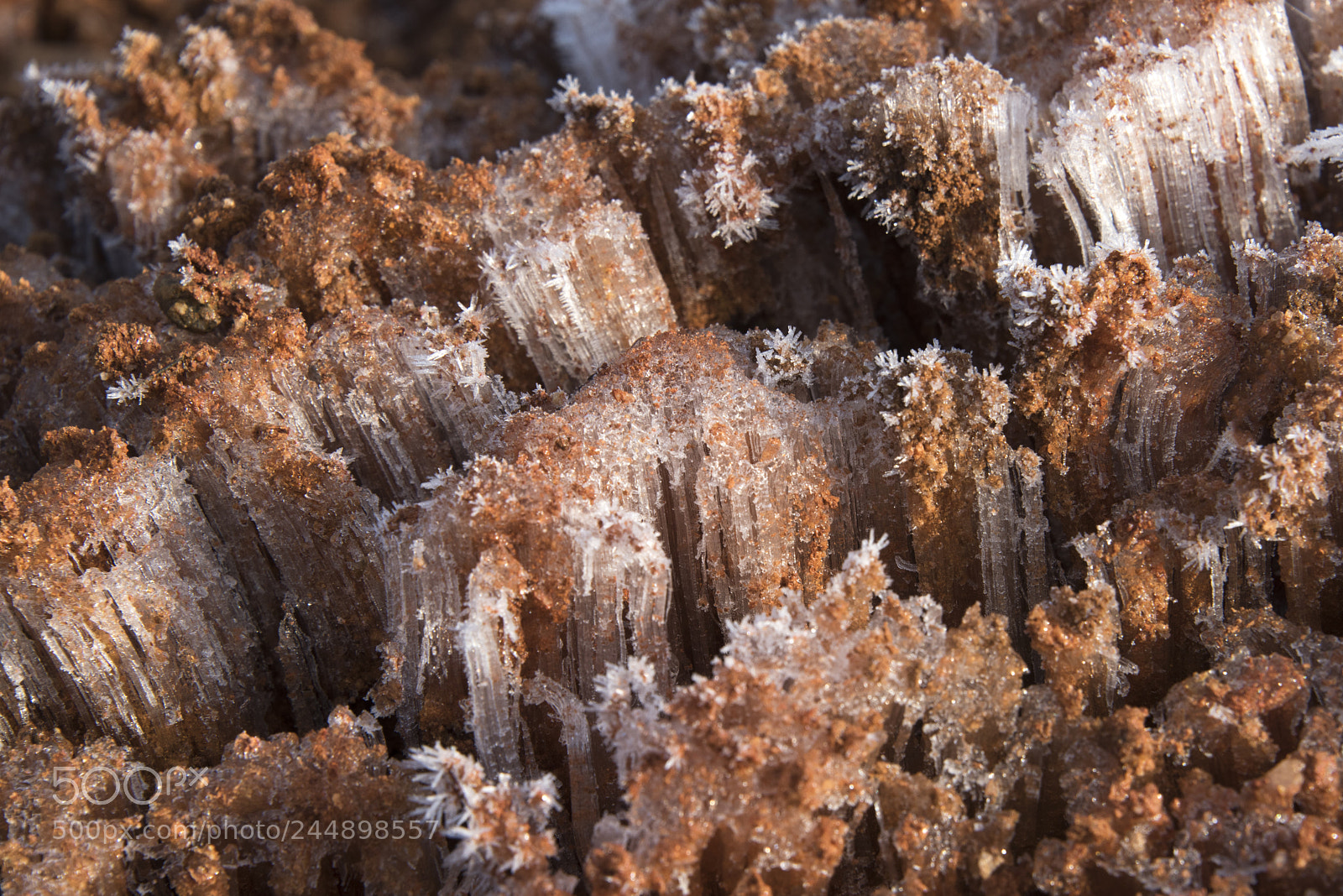 Nikon D810 sample photo. Frost house photography