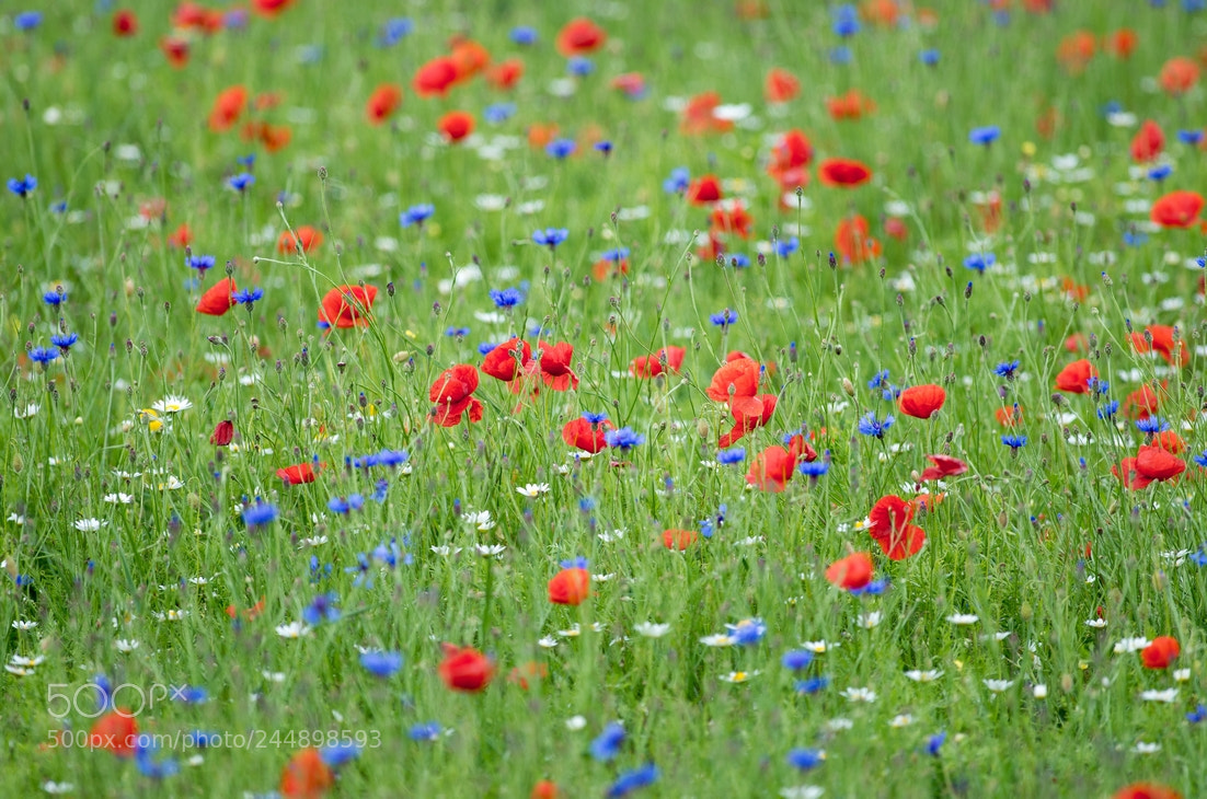 Pentax K-5 II sample photo. All colors photography