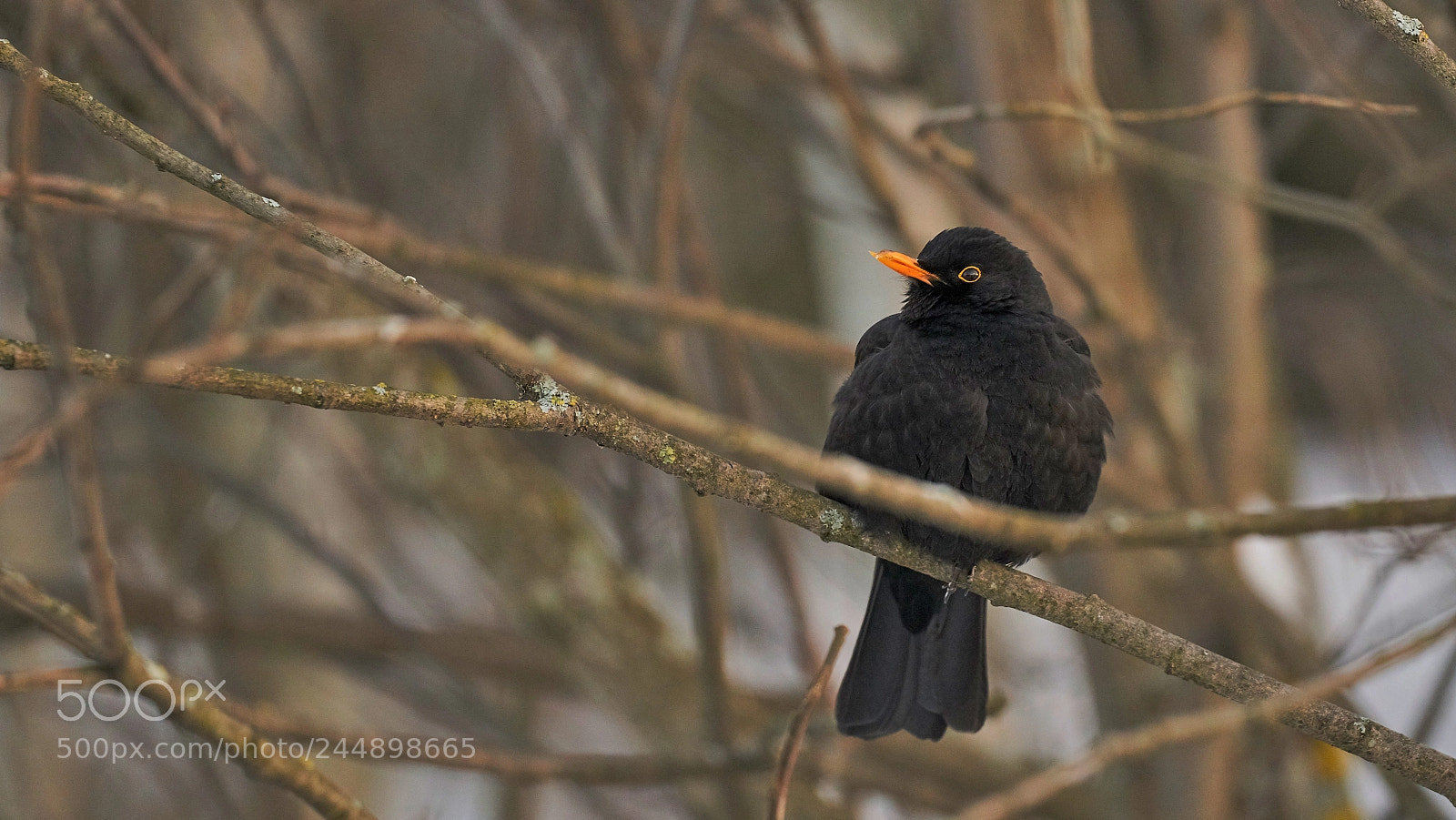 Sony a7 II sample photo. Blackbird in leafless tree photography