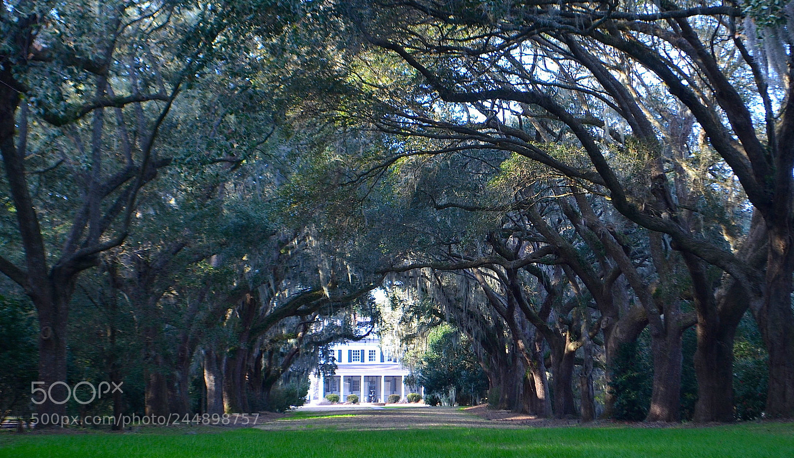 Nikon D5100 sample photo. Avenue of life oaks photography
