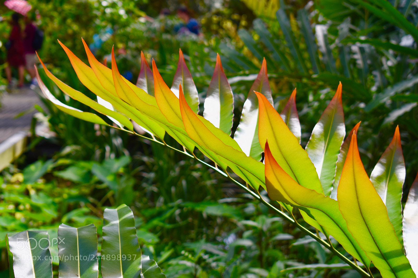 Nikon D3400 sample photo. Beautiful leaf - the photography