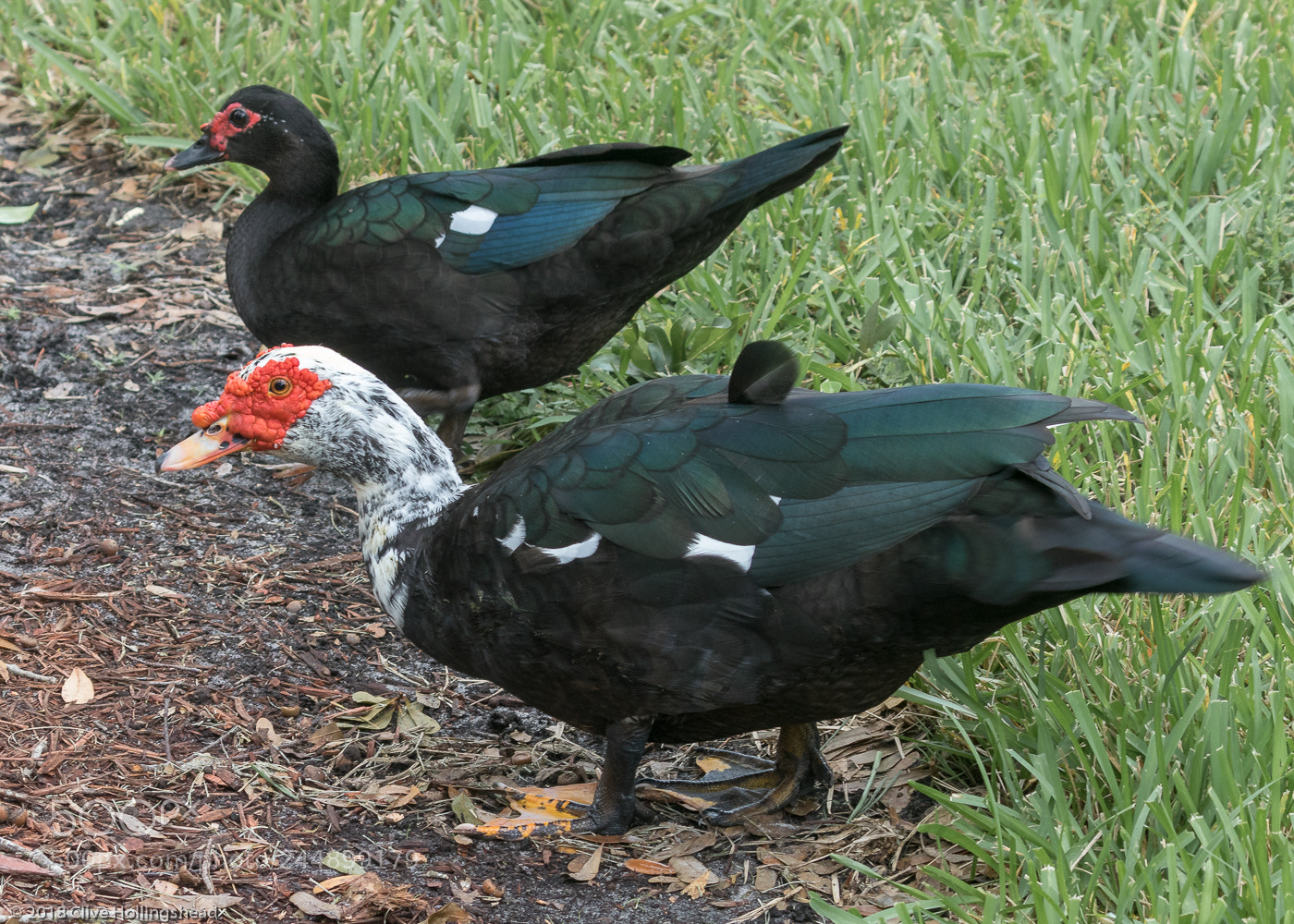 Canon EOS 7D Mark II sample photo. A fine pair photography