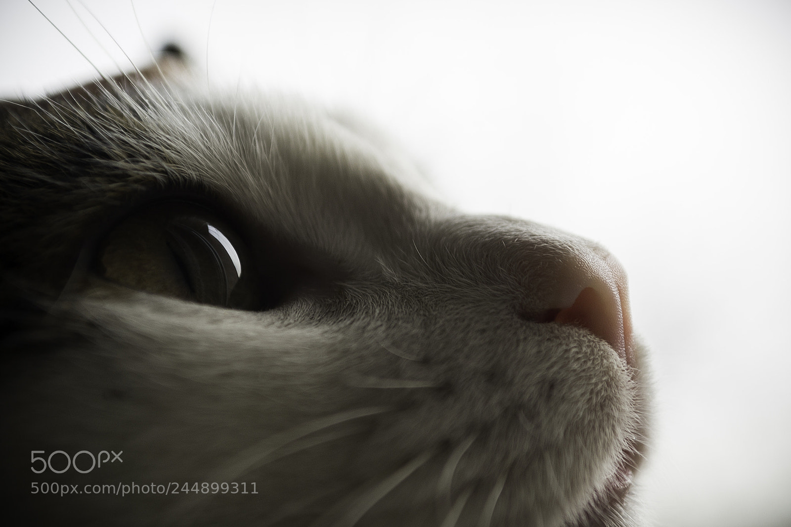 Nikon D3100 sample photo. Catcatcat photography