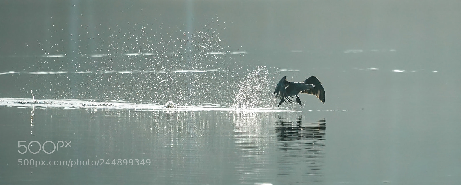 Sony a7R II sample photo. Kormoran prepare to fly photography