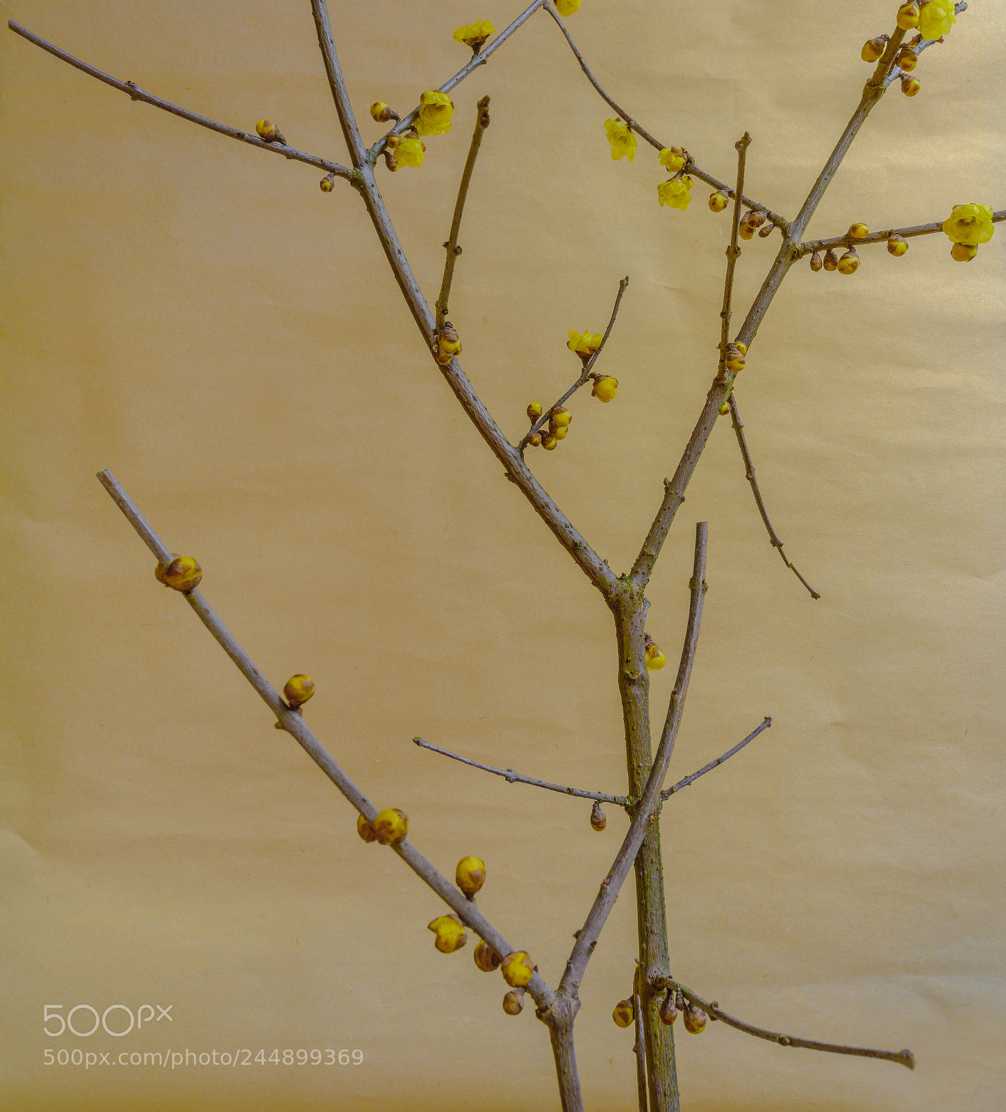 Sony a7R II sample photo. Wintersweet photography