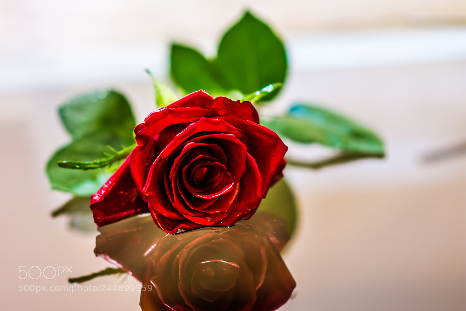 Nikon D7200 sample photo. Red rose photography