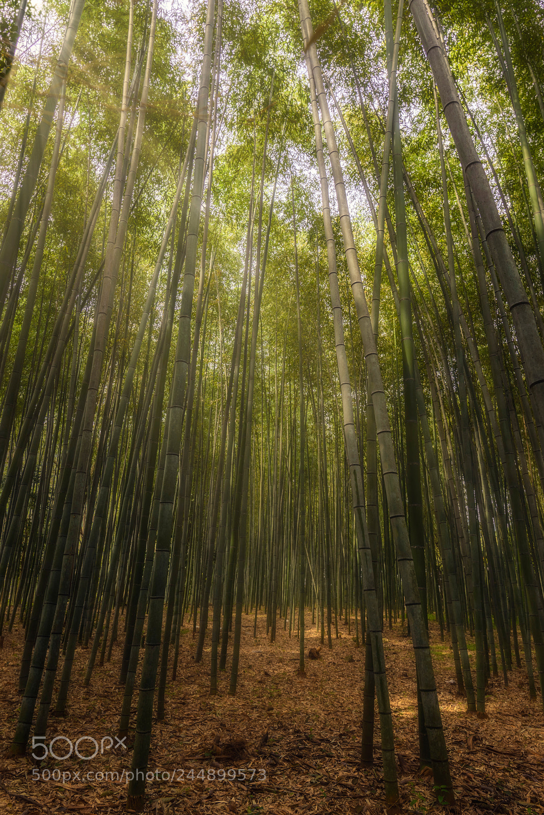 Nikon D610 sample photo. Arashiyama bamboo forest photography