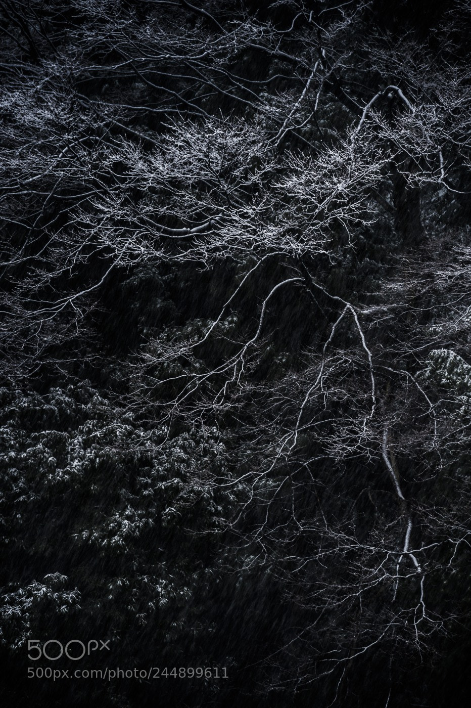 Nikon D4 sample photo. 業因 photography