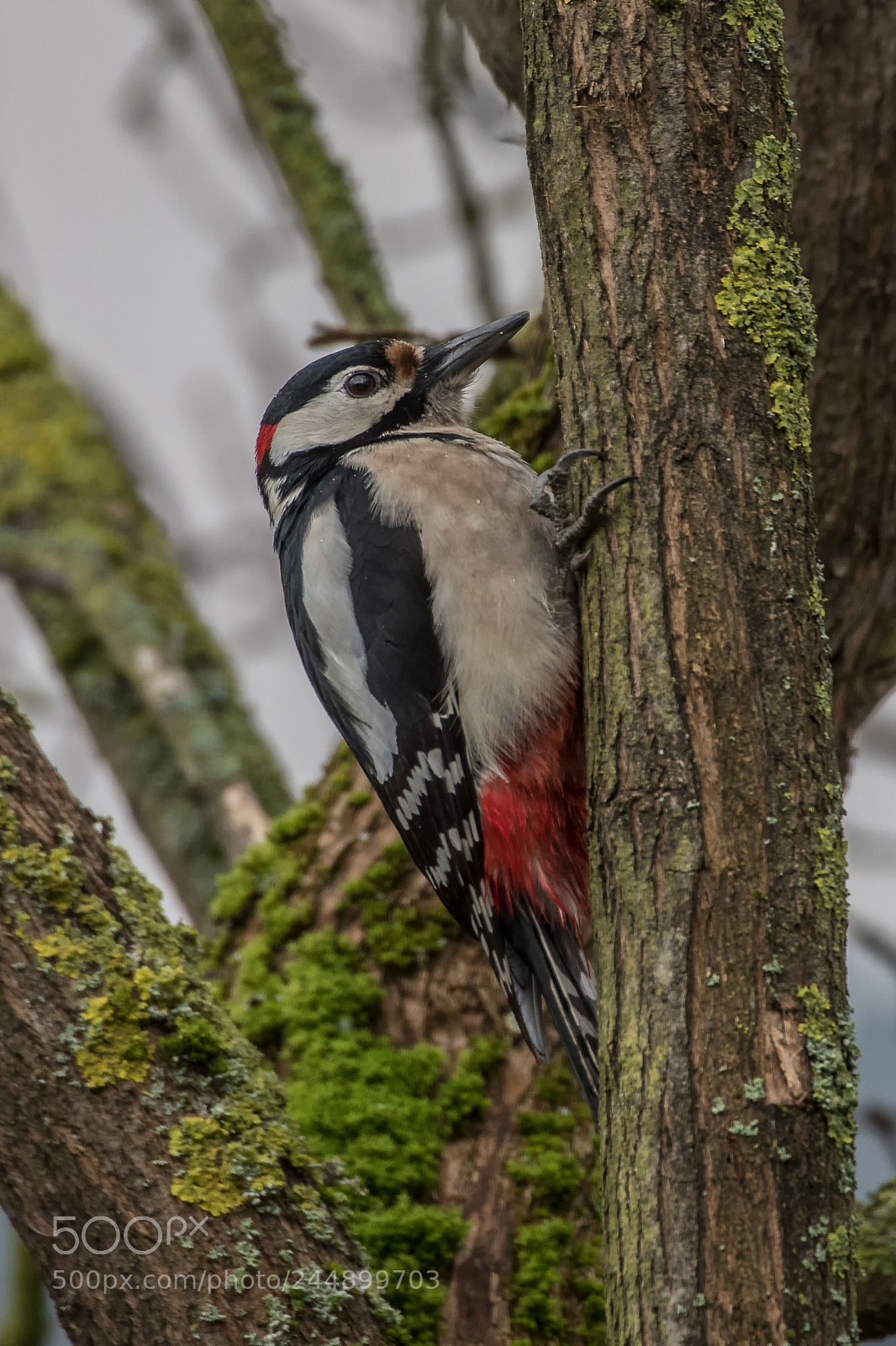 Nikon D500 sample photo. Great spotted woodpecker (male) photography