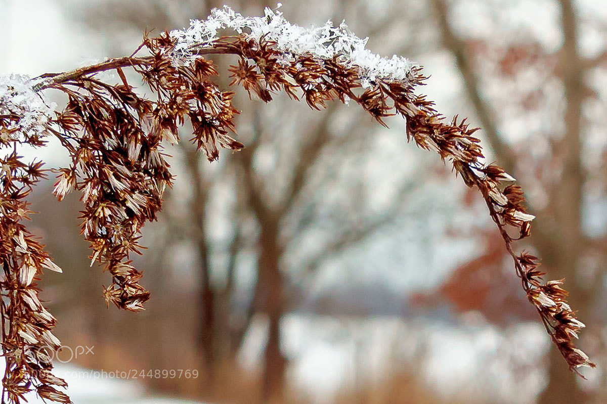 Sony SLT-A68 sample photo. Snow crystals photography