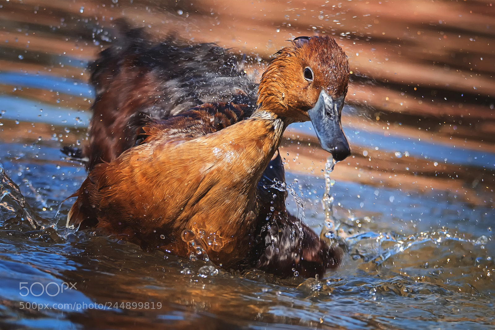 Nikon D7100 sample photo. Fulvous whistling-duck (dendrocygna bicolor) photography