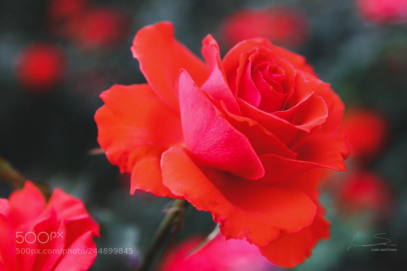 Canon EOS 550D (EOS Rebel T2i / EOS Kiss X4) sample photo. Red rose photography