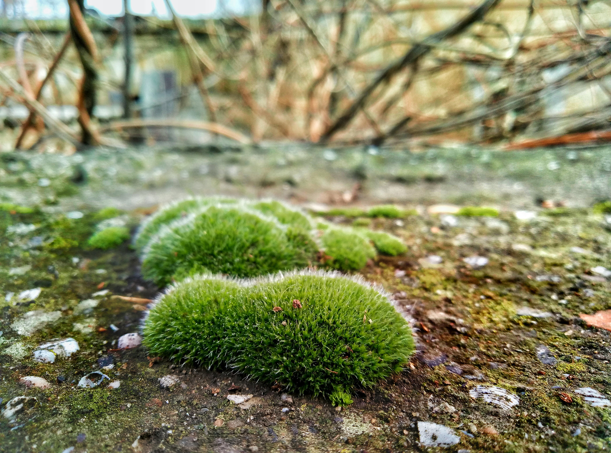 Meizu M3 Max sample photo. Botanical moss photography