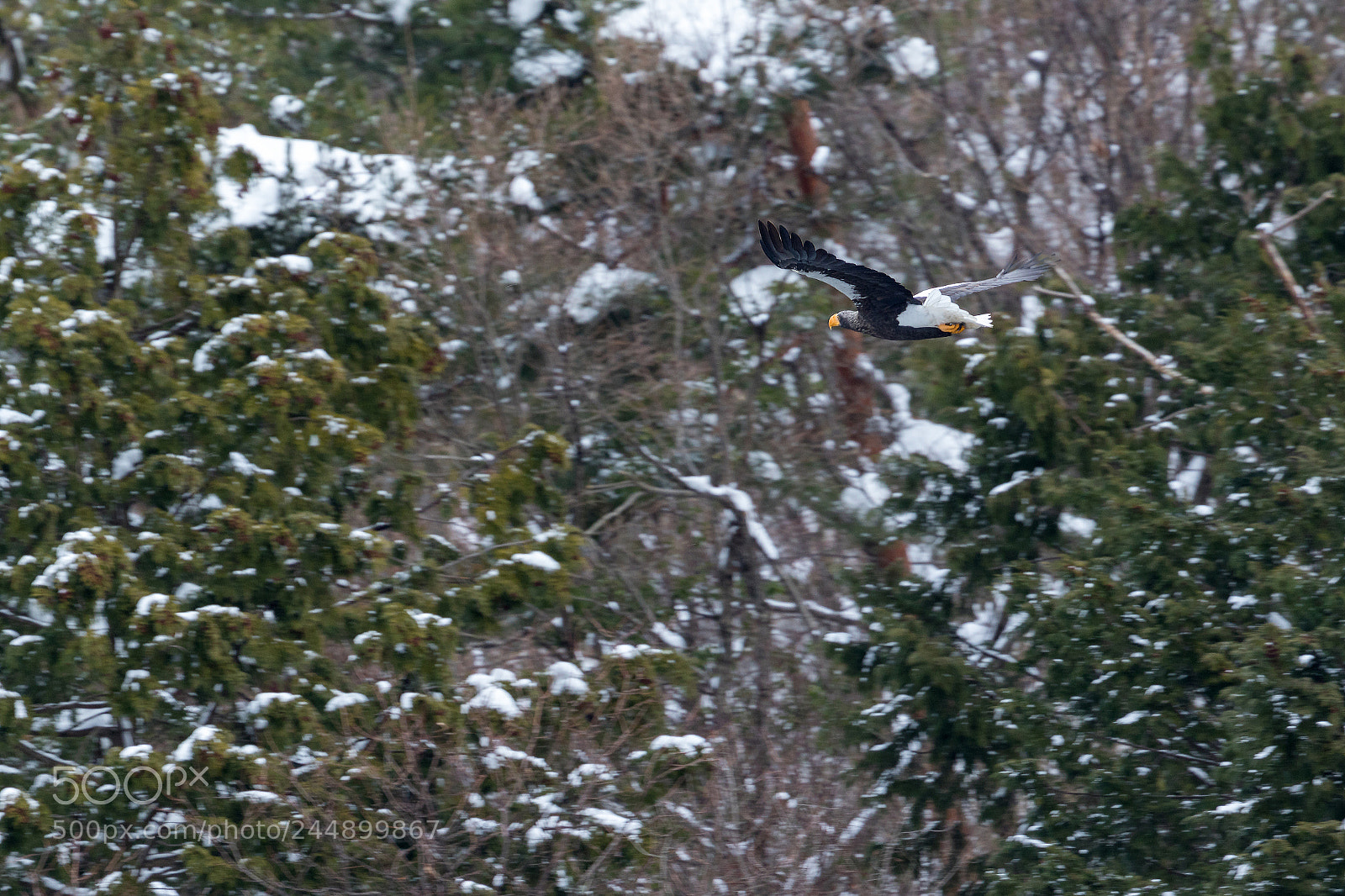 Canon EOS 7D Mark II sample photo. オオワシ photography