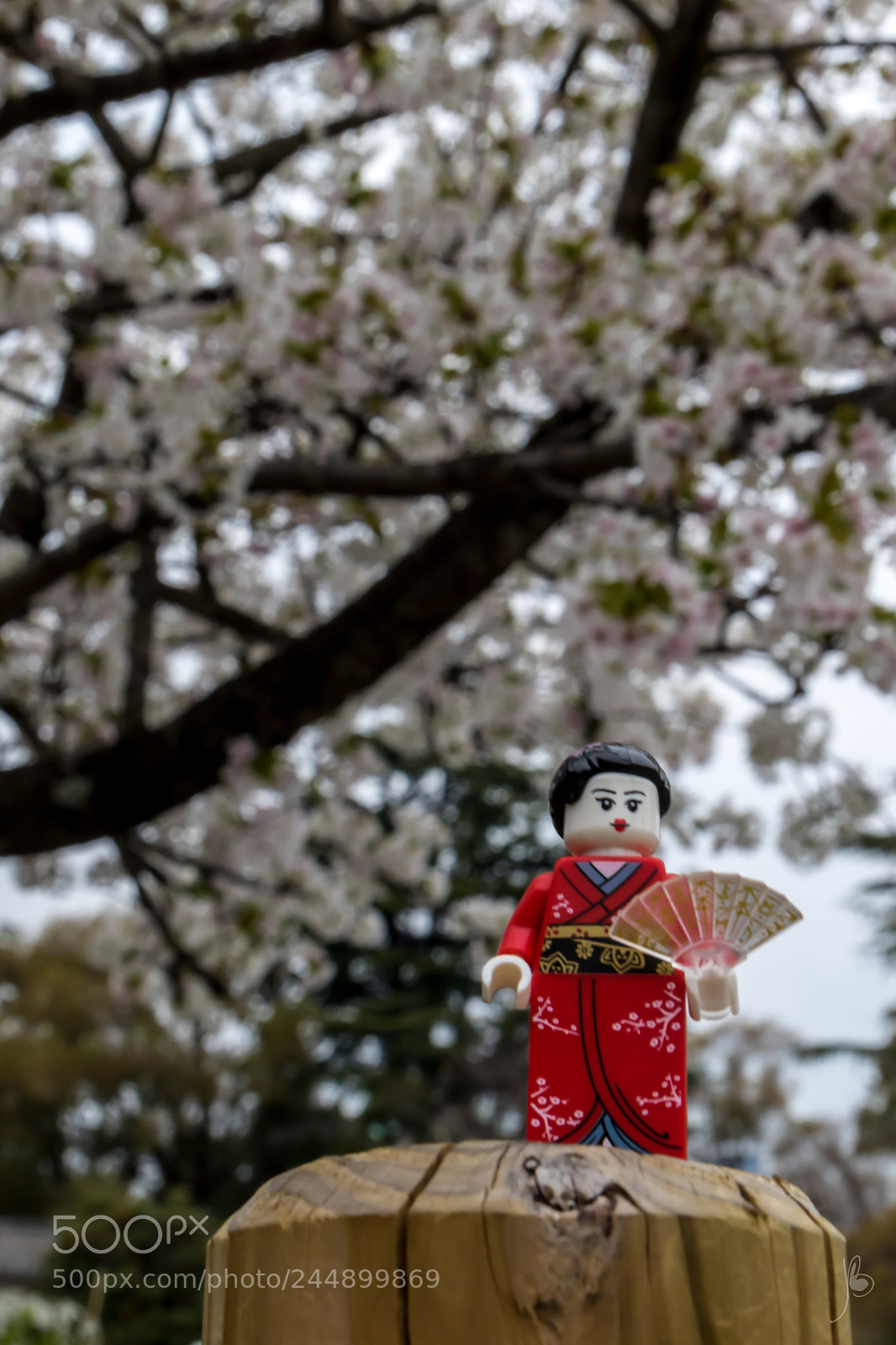 Canon EOS 7D Mark II sample photo. Cherry blossom photography