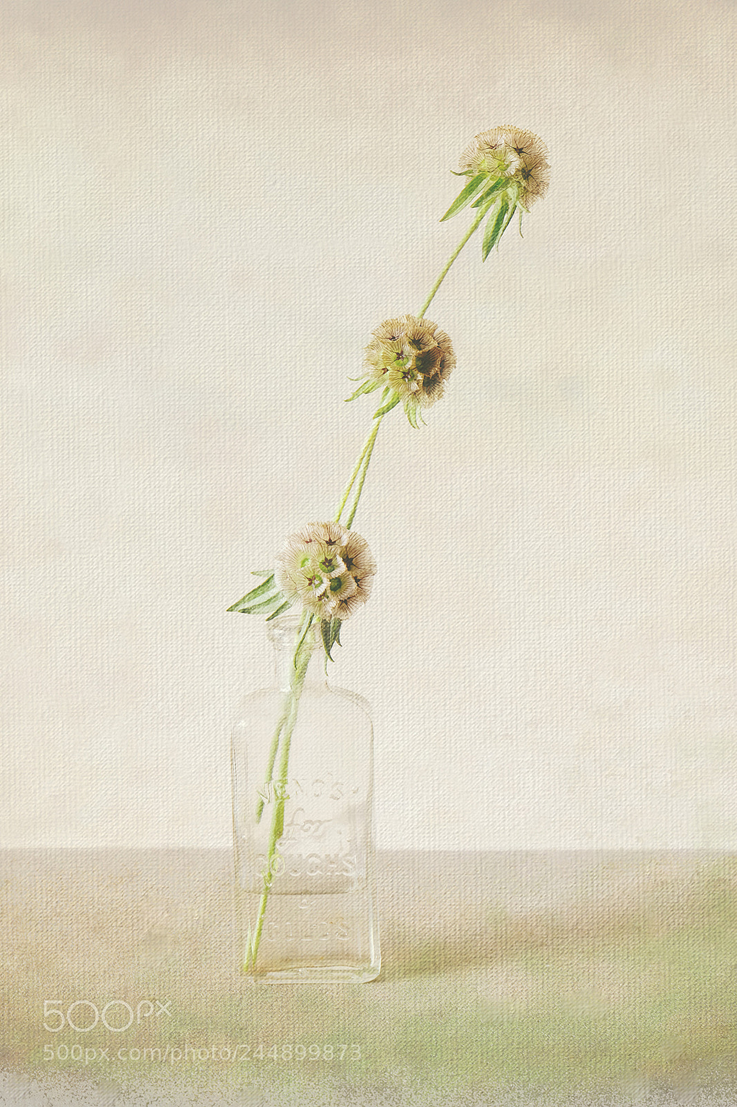 Fujifilm X-T10 sample photo. Drumstick scabious photography