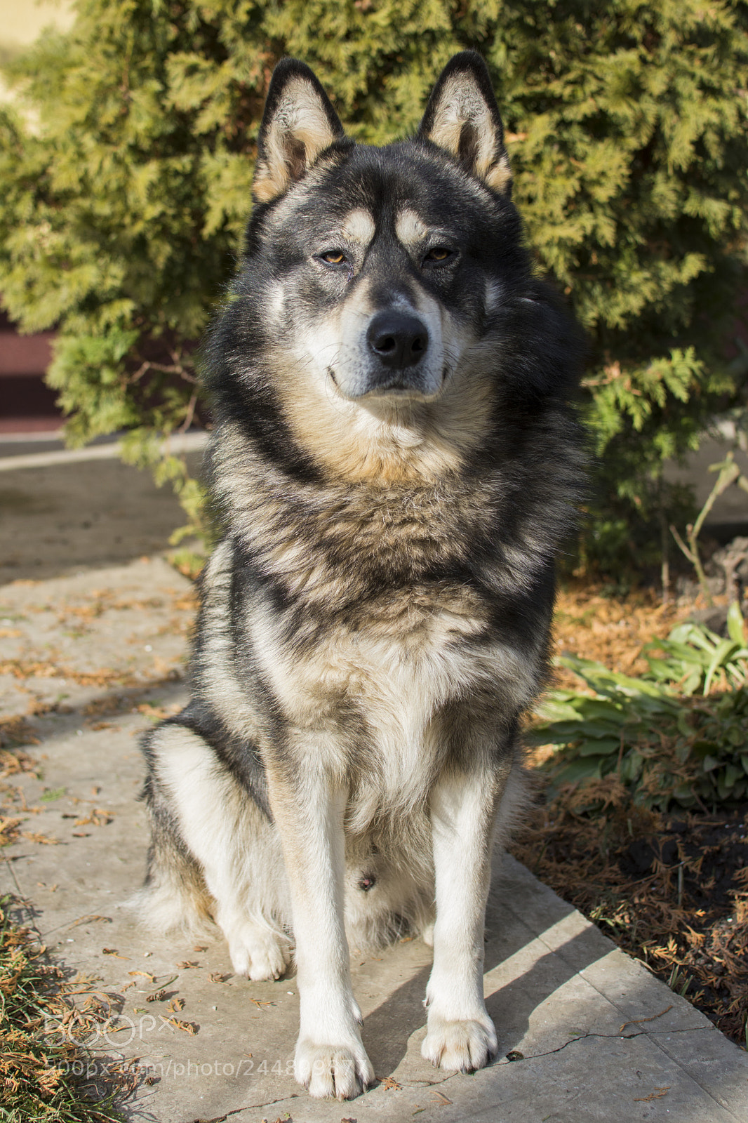 Nikon D7200 sample photo. Ralph's portrait photography