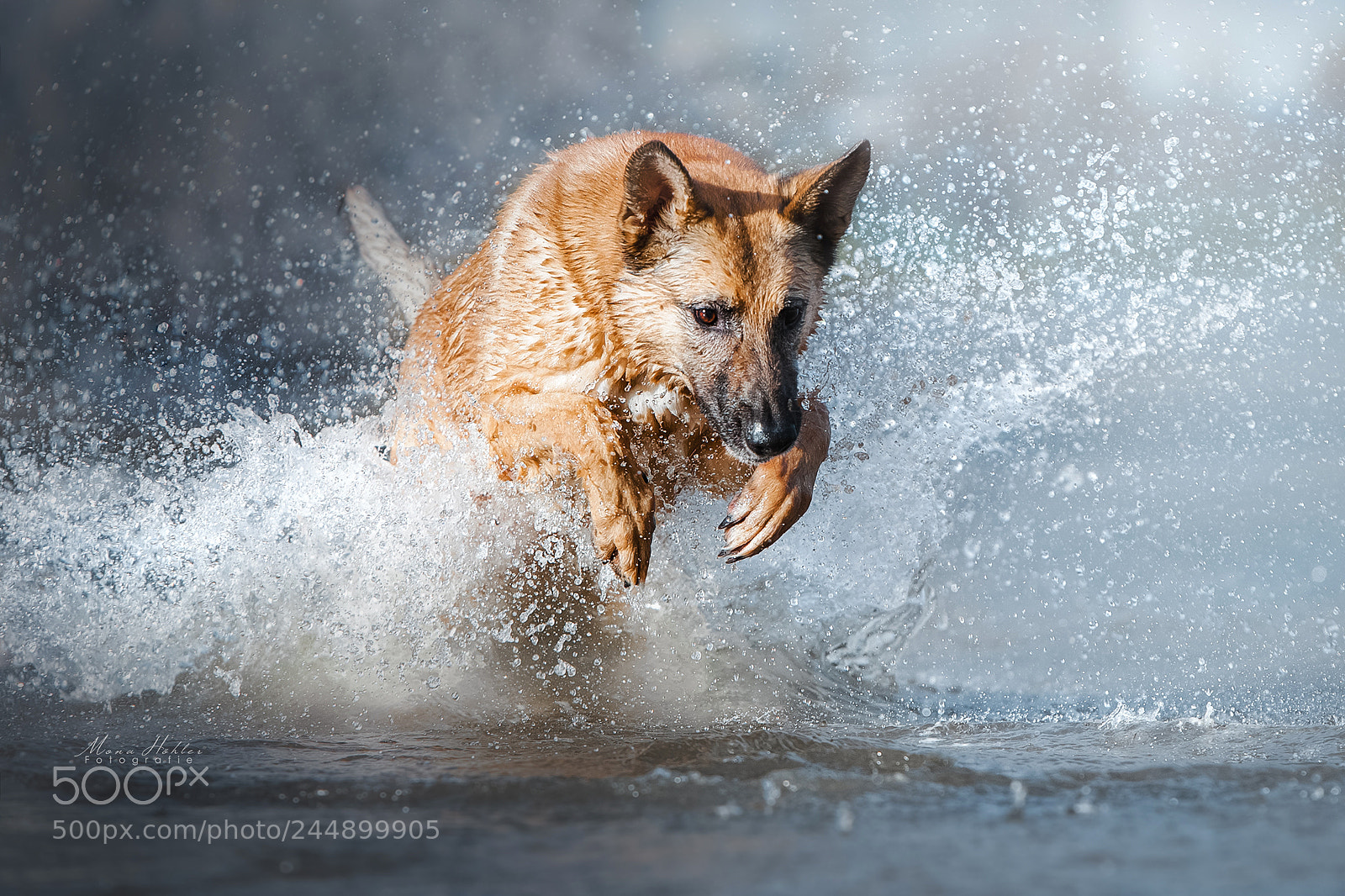 Nikon D3 sample photo. Water action photography