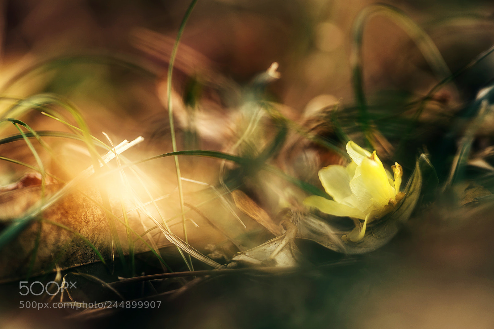 Sony a9 sample photo. Fallen wintersweet photography